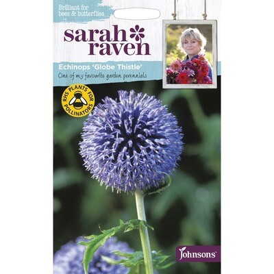 Sarah Raven Echinops Globe Thistle