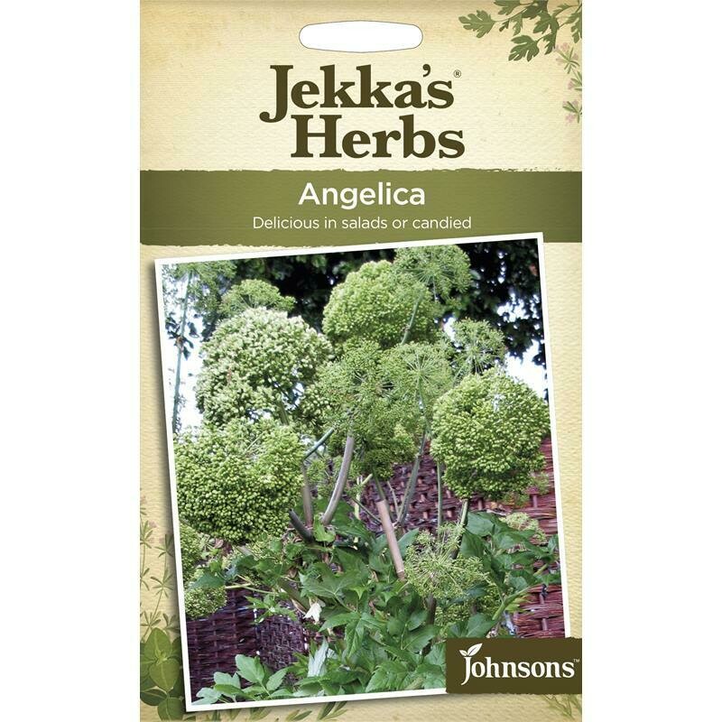 Jekka&#39;s Herbs Angelica