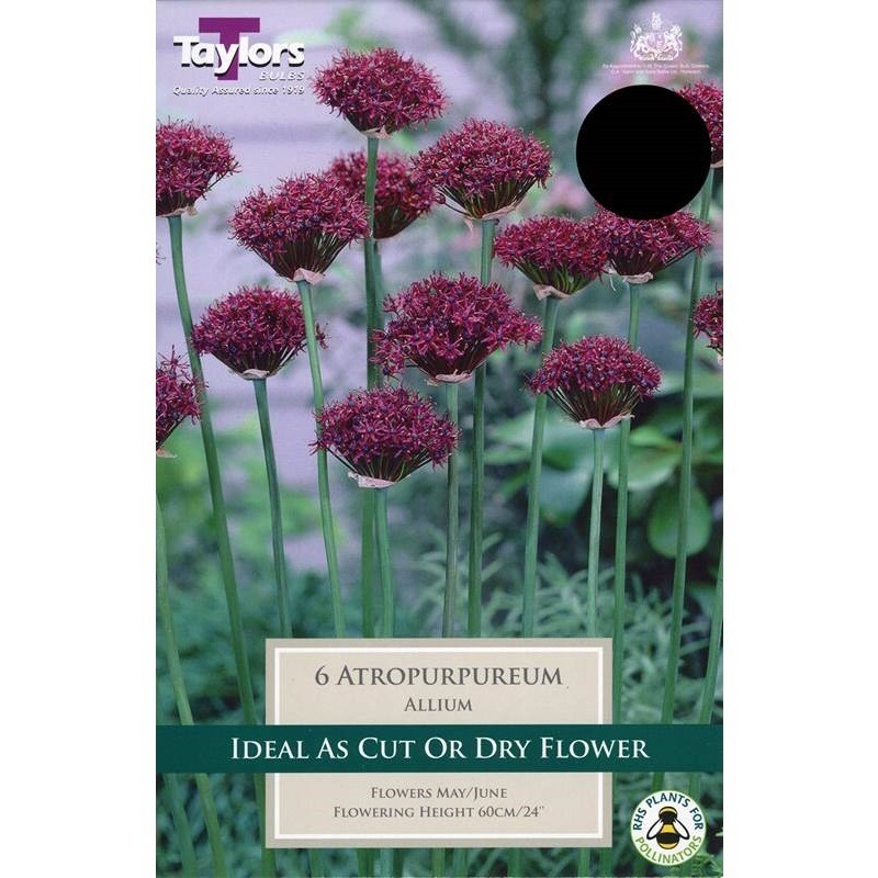 Allium Atropurpureum x6