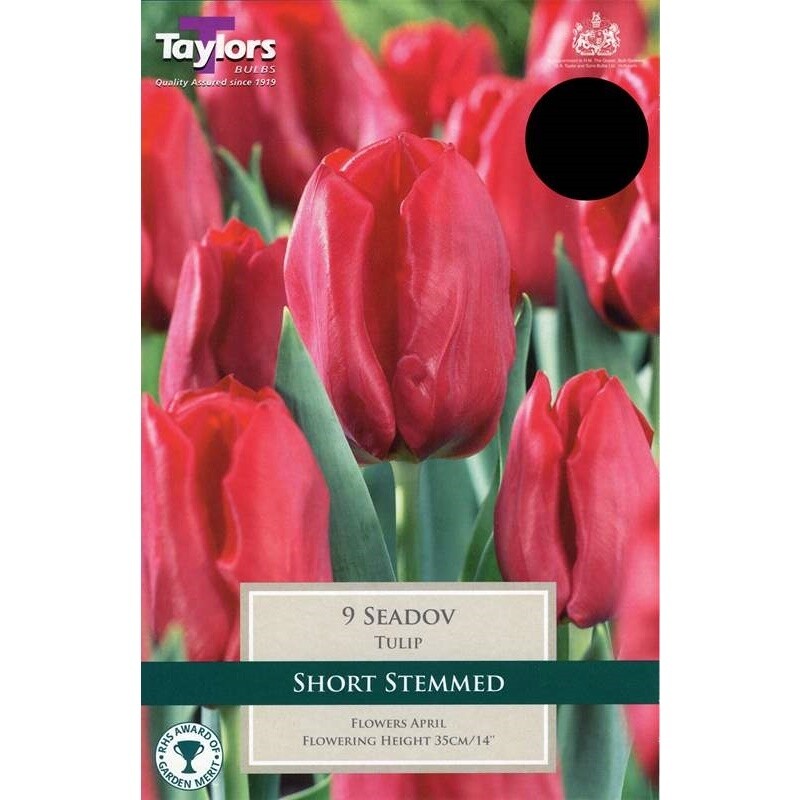 Tulip Seadov x9