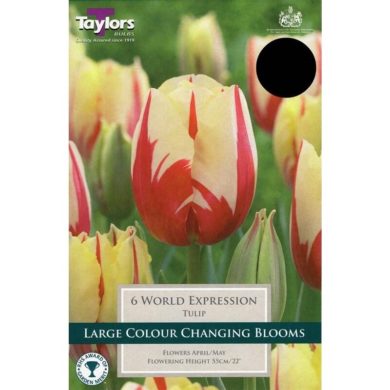 Tulip World Expression x6