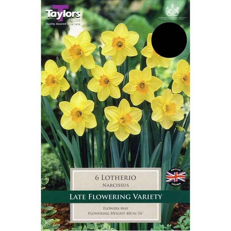 Narcissi Lotherio x6
