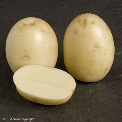 Seed Potato Winston (per Kg)