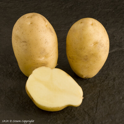 Seed Potato Nicola (per Kg)