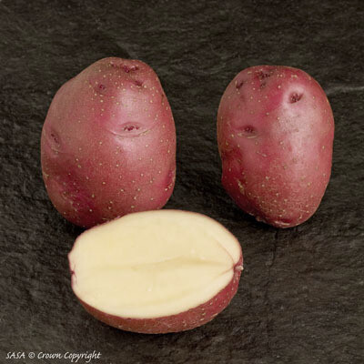 Seed Potato Red Duke of York (per Kg)