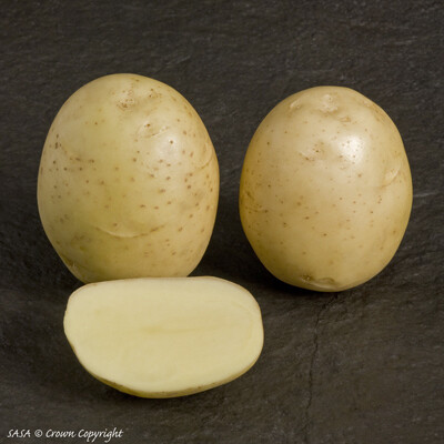 Organic Seed Potato Orla (per kg)
