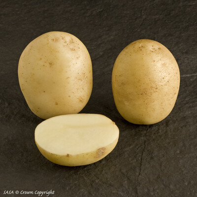 Organic Seed Potato Casablanca (per kg)