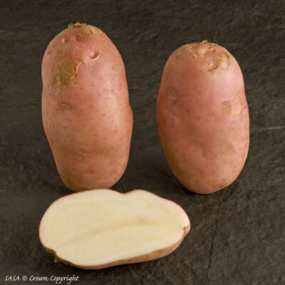 Organic Seed Potato Sarpo Mira (per Kg)