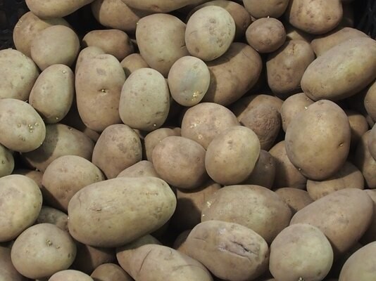 Seed Potato Accord (per Kg)