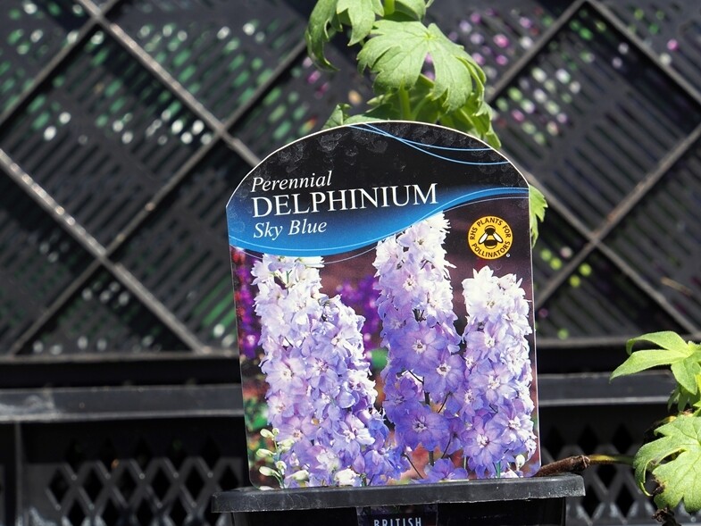 Delphinium M/Fountain Sky Blue