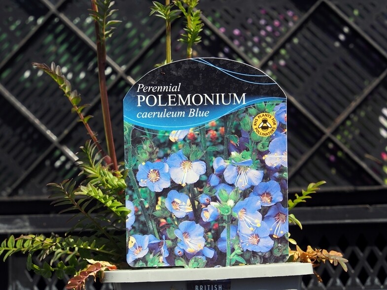 Polemonium caeruleum Blue