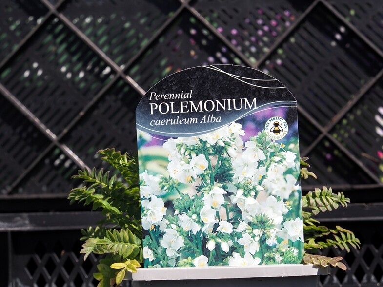 Polemonium caeruleum Alba