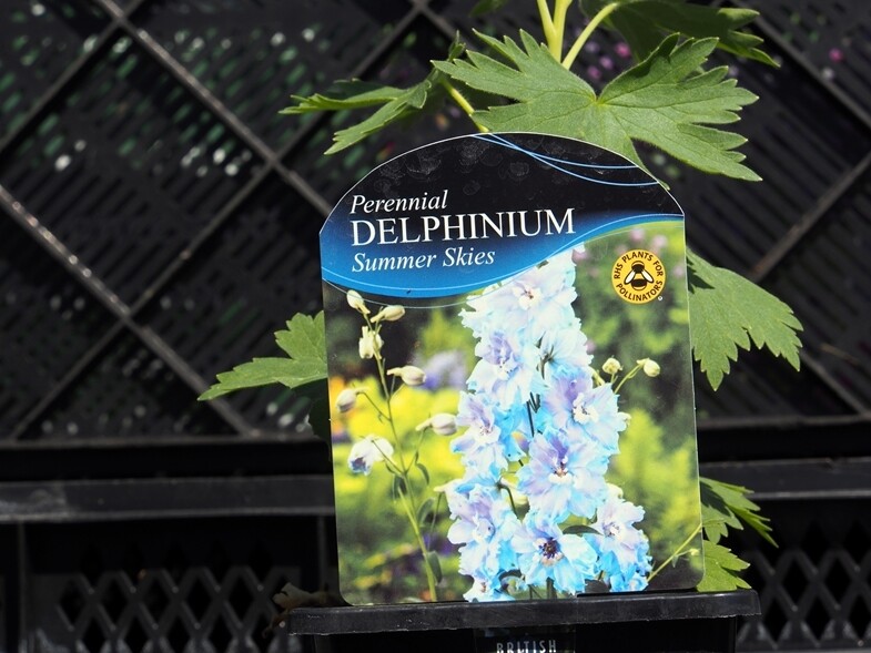 Delphinium Summer Skies