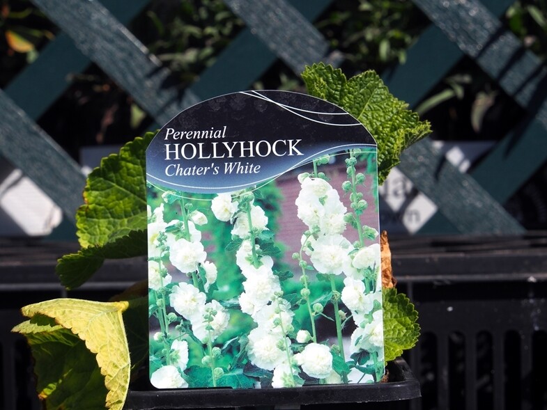 Hollyhock Chaters White (Alcea)