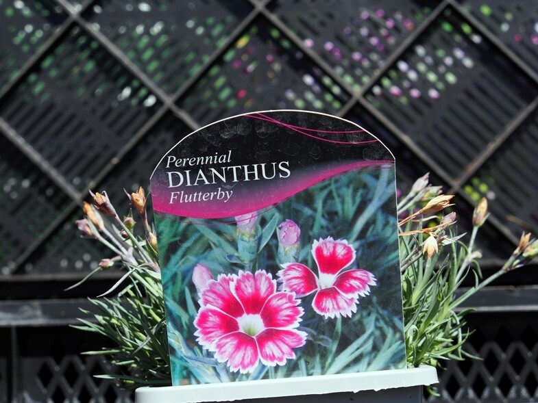 Dianthus Flutterby