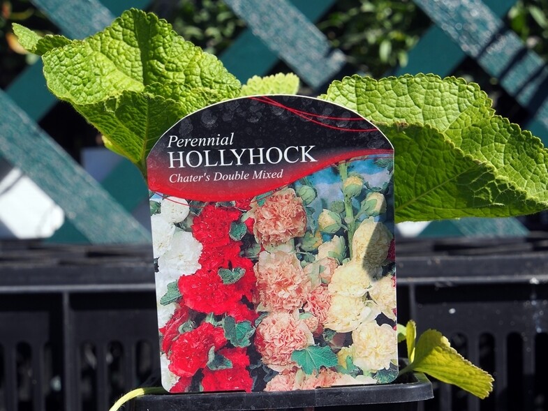 Hollyhock Chaters Dbl Mixed (Alcea)