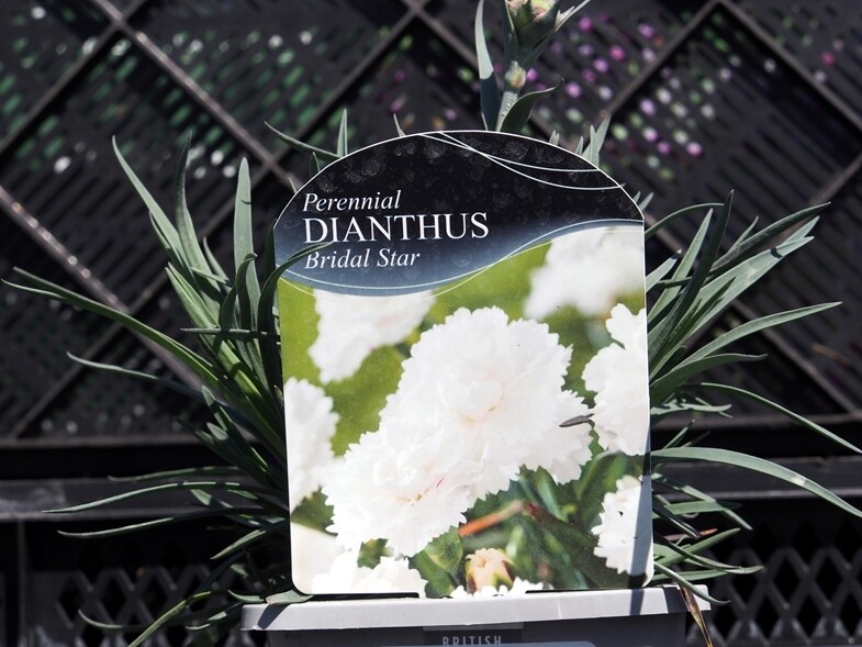Dianthus Bridal Star