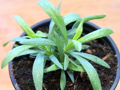 Herbs