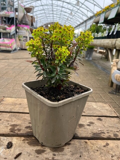 Euphorbia Red Wing
