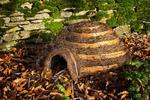 Hedgehogs