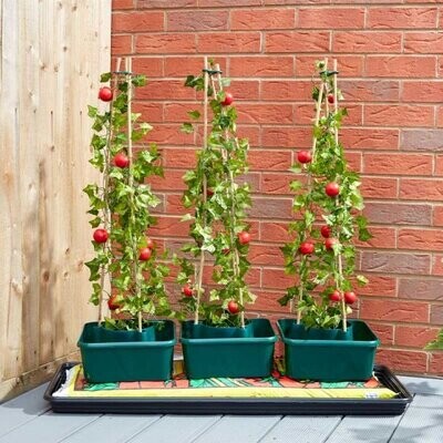 Tomato Gro-Box - Triple pack