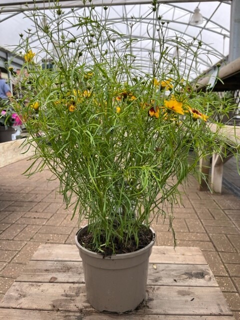 Coreopsis Sizzle & Spice Curry  Up