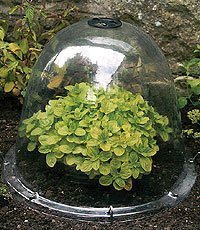 Haxnicks Pack of 3 Original Victorian Bell Garden Cloches 