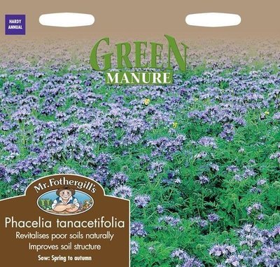 Green Manure Phacelia Tanacetifolia