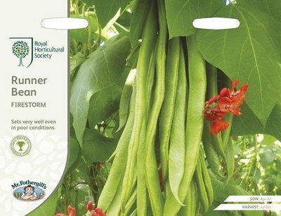 RHS Runner Bean Firestorm