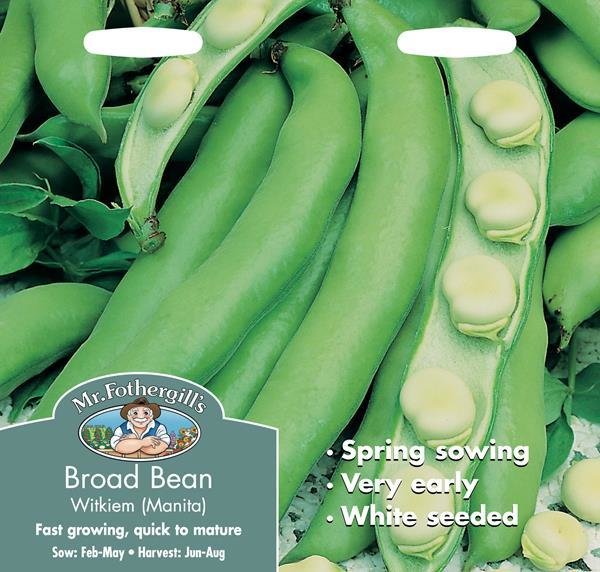 Broad Bean Witkiem Manita Seeds