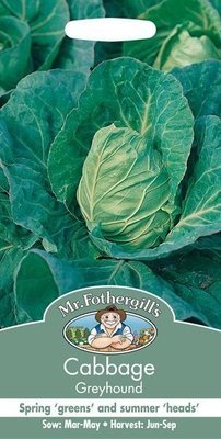 Cabbage Greyhound Seeds