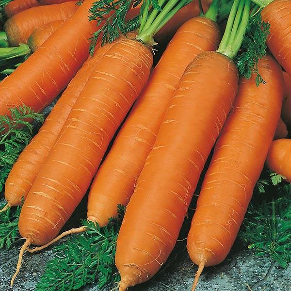 Купить Голландские Семена Морковь