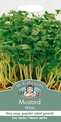 Sprouting Seed Mustard White