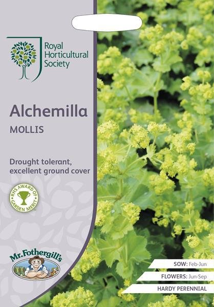 RHS Alchemilla mollis