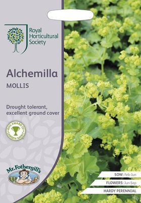 RHS Alchemilla mollis