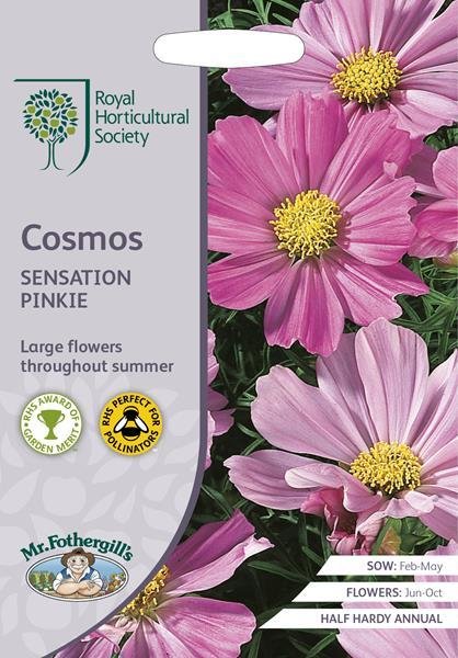 RHS Cosmos Sensation Pinkie