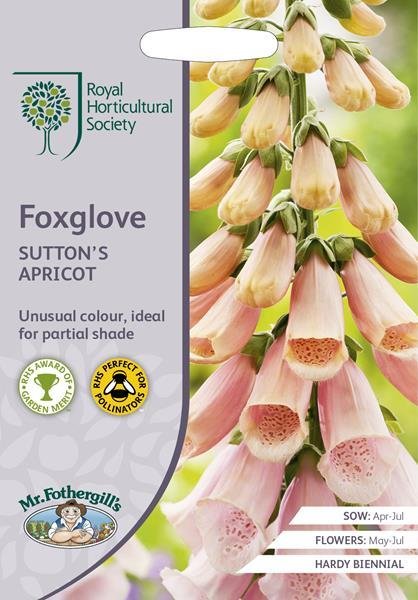 RHS Foxglove Suttons Apricot