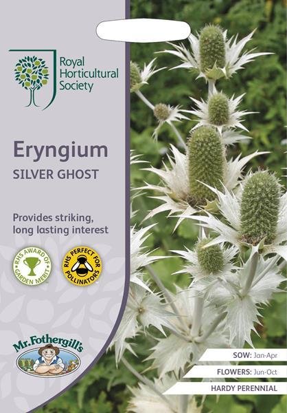 RHS Eryngium Silver Ghost