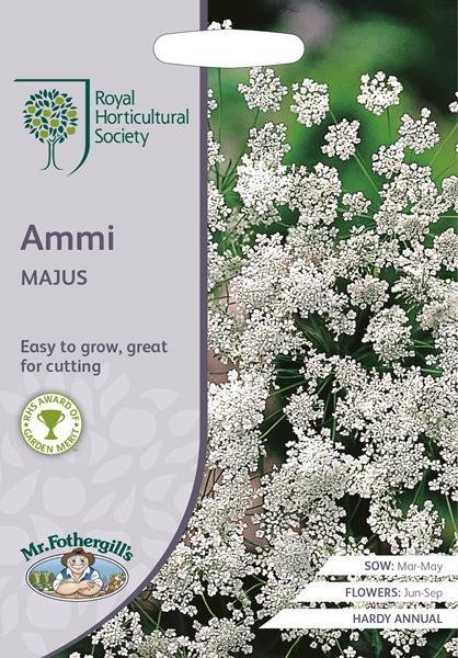 RHS Ammi majus