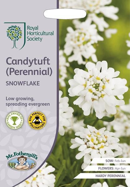 RHS Candytuft (Perennial) Snowflake