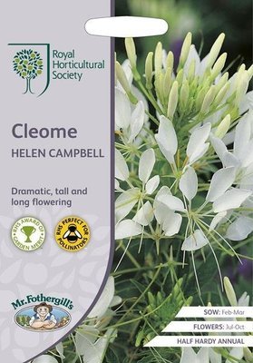 RHS Cleome Helen Campbell