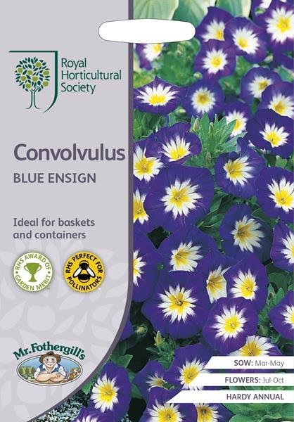 RHS Convolvulus Blue Ensign