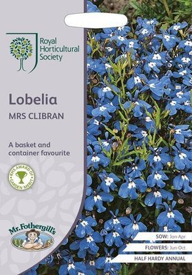 RHS Lobelia Mrs Clibran