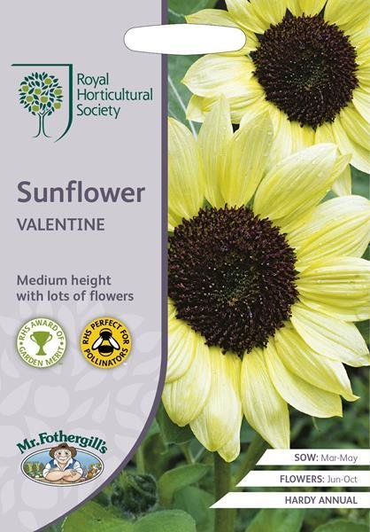 RHS Sunflower Valentine