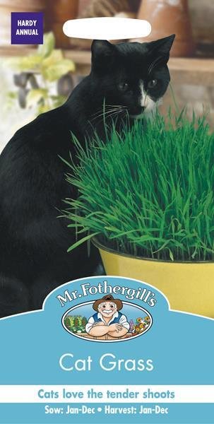 Cat Grass Seeds