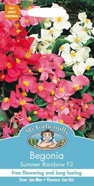 Begonia Summer Rainbow F2