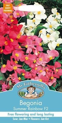 Begonia Summer Rainbow F2