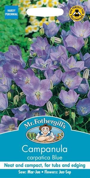 Campanula Blue