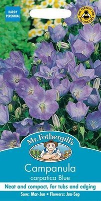 Campanula Blue