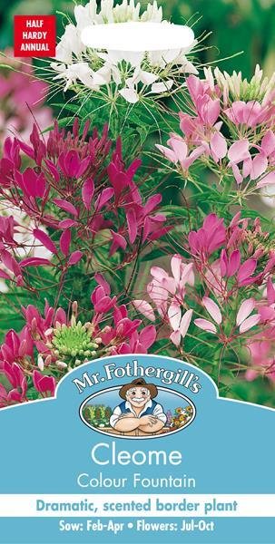 Cleome Colour Fountain Seeds